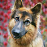 German shepherd