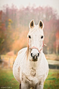 Arabian horse