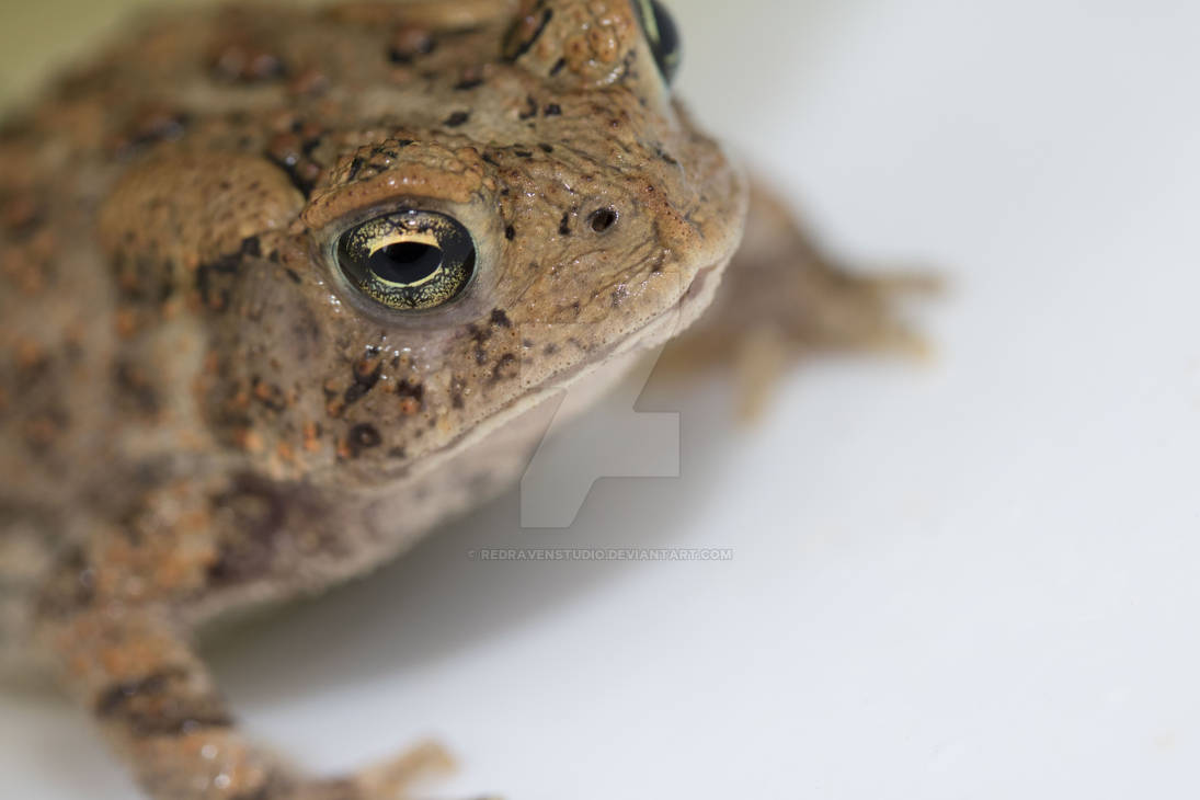 Toad by RedRavenStudio on DeviantArt