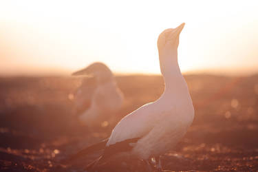 Gannet