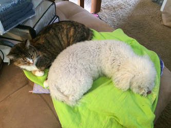 My dog and my mom's cat cuddling