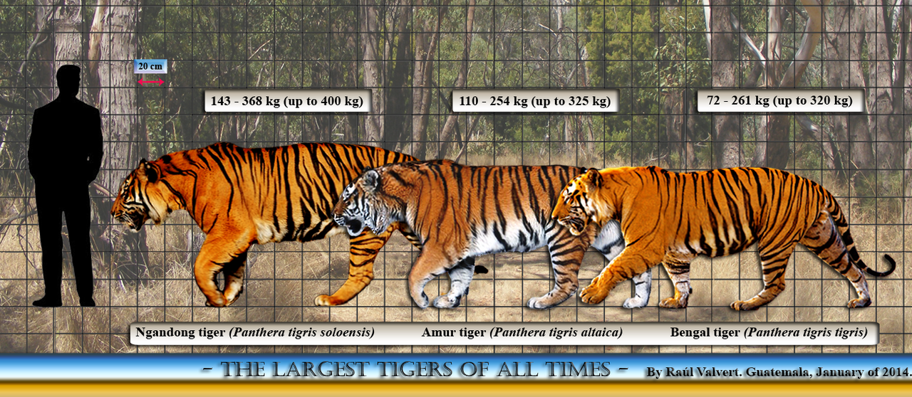 Tiger Ranking Tiger comparison by KitWulf on DeviantArt