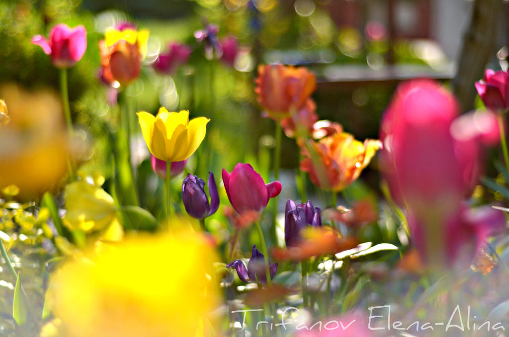 Mom's garden by Elena-Alina Mom's garden by Elena-Alina