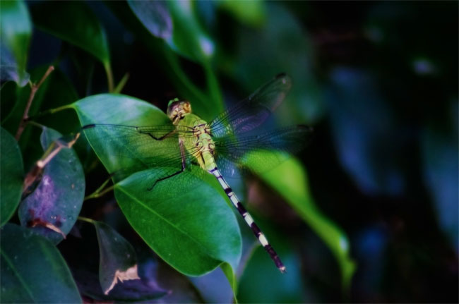 Dragonfly