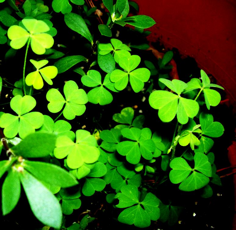 Clovers