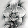 Orchid in Graphite