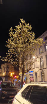 Sign of Spring on a busy Street