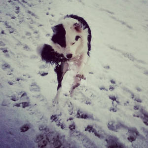 Dog vs Snowball