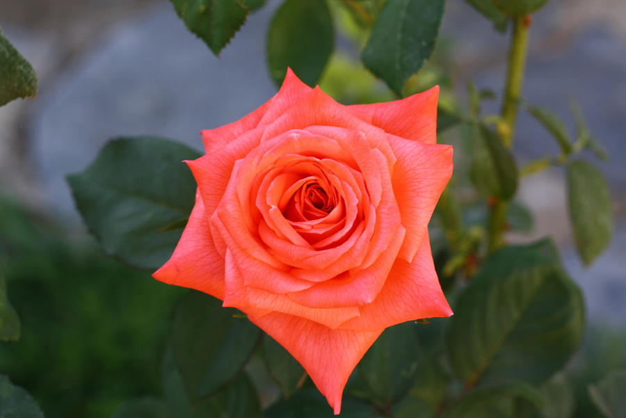 Oner Roses One Rose by doktor77 on DeviantArt