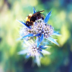 Bumblebee on blue thistle