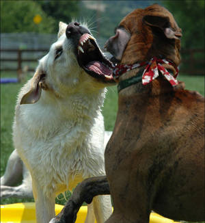 Water Park :: Snarl II
