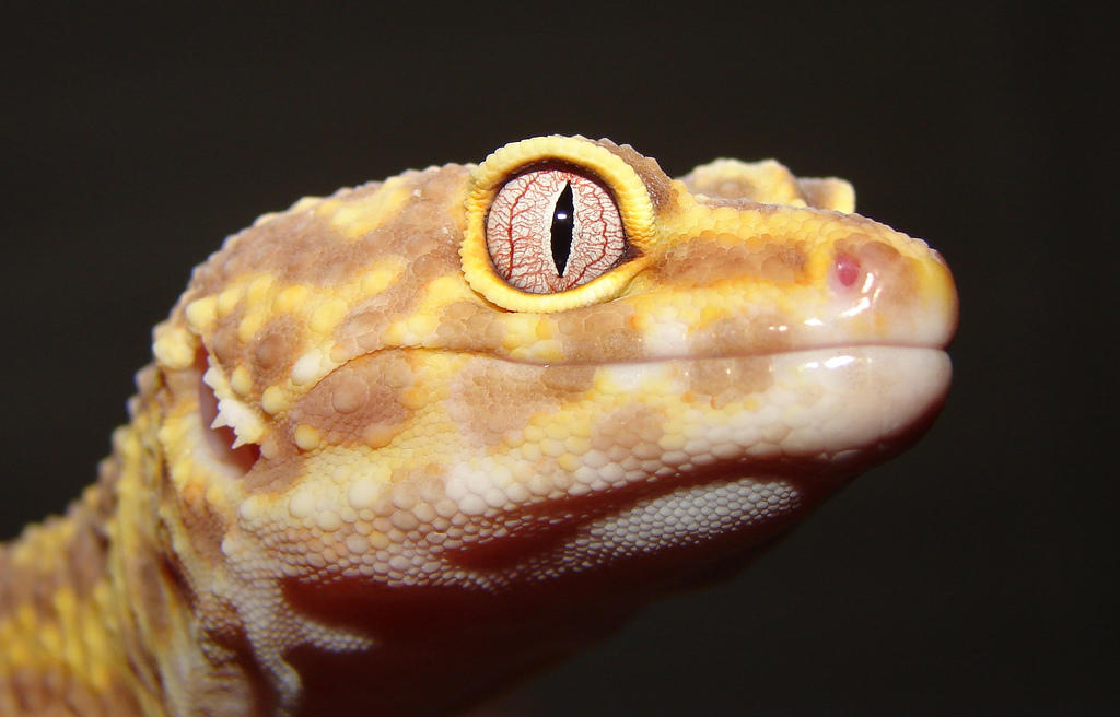 Fall Lizard Fun by dracotrapnet on DeviantArt