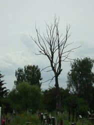 Creepy Tree stock image