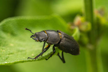 Garden Beetle by Jufington