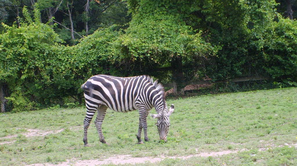 Zebra