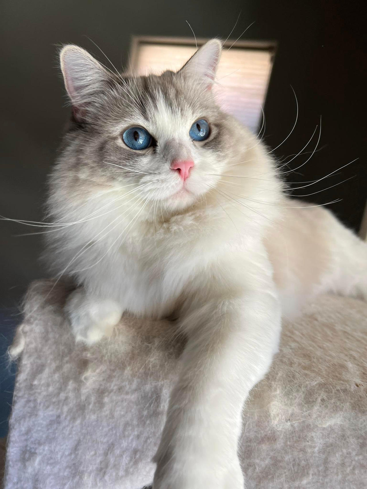Angel the Ragdoll 24 by Kaylena920 on DeviantArt