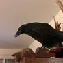Corneille taxidermie