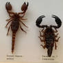 Scorpion
