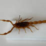 Scorpion