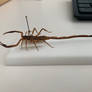 Scorpion