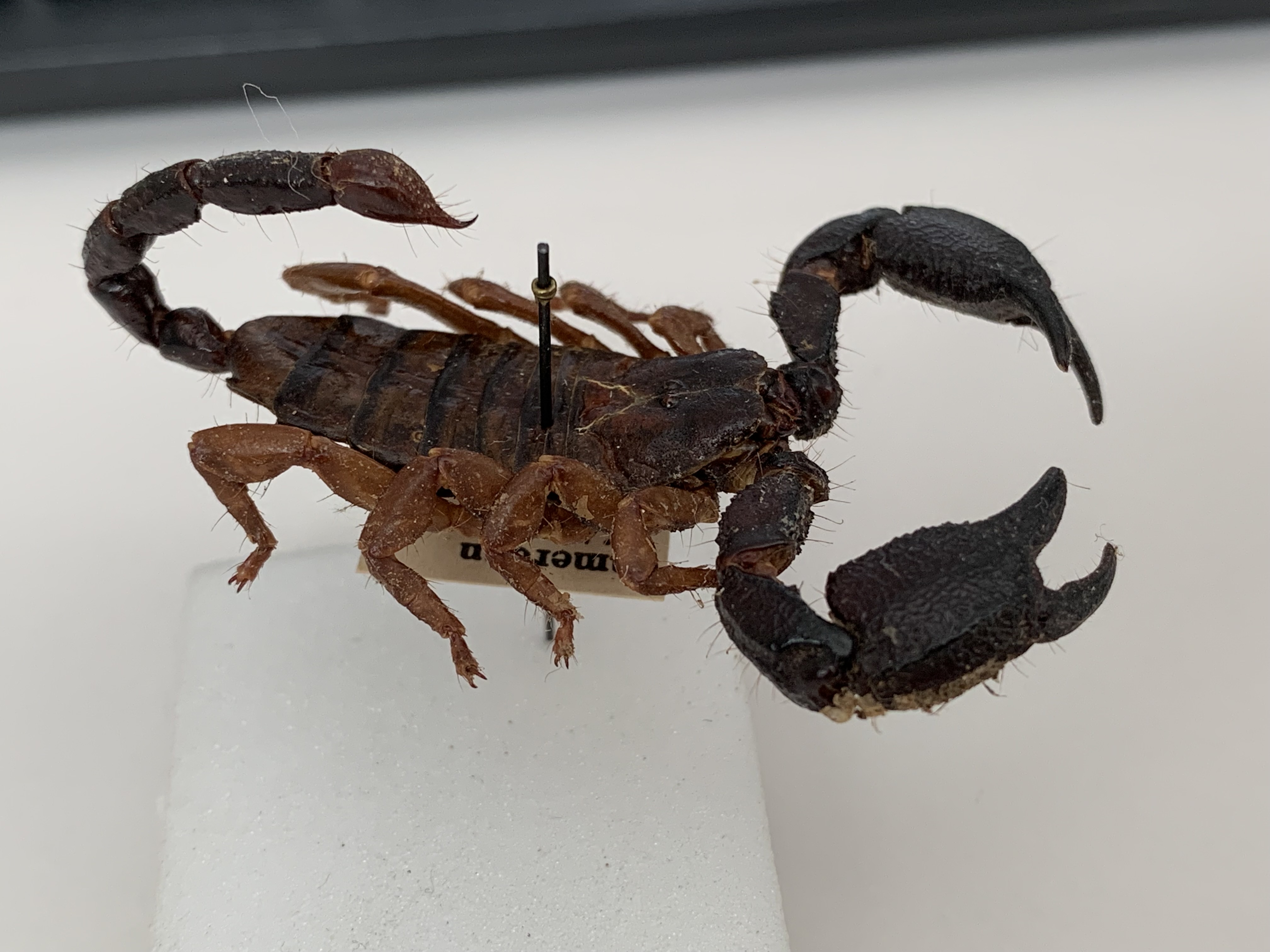 Scorpion