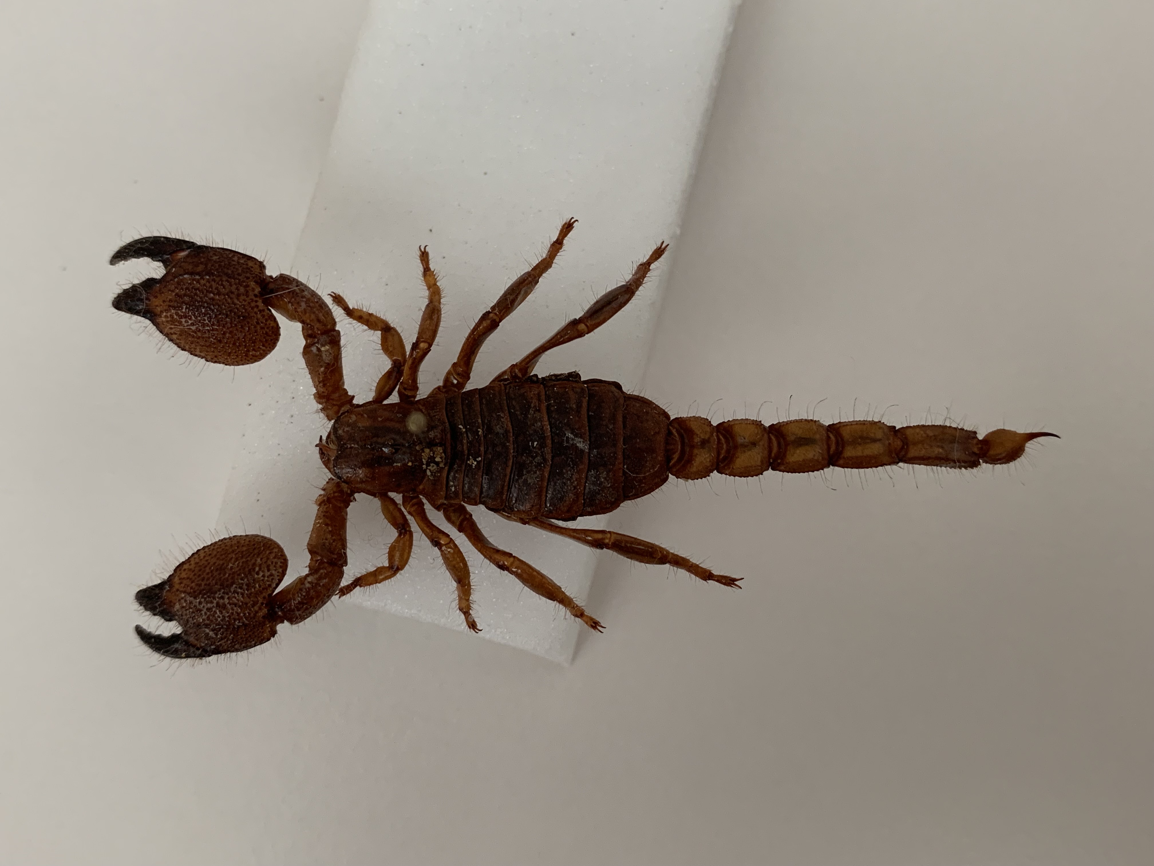 Scorpion