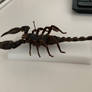 Scorpion