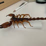 Scorpion