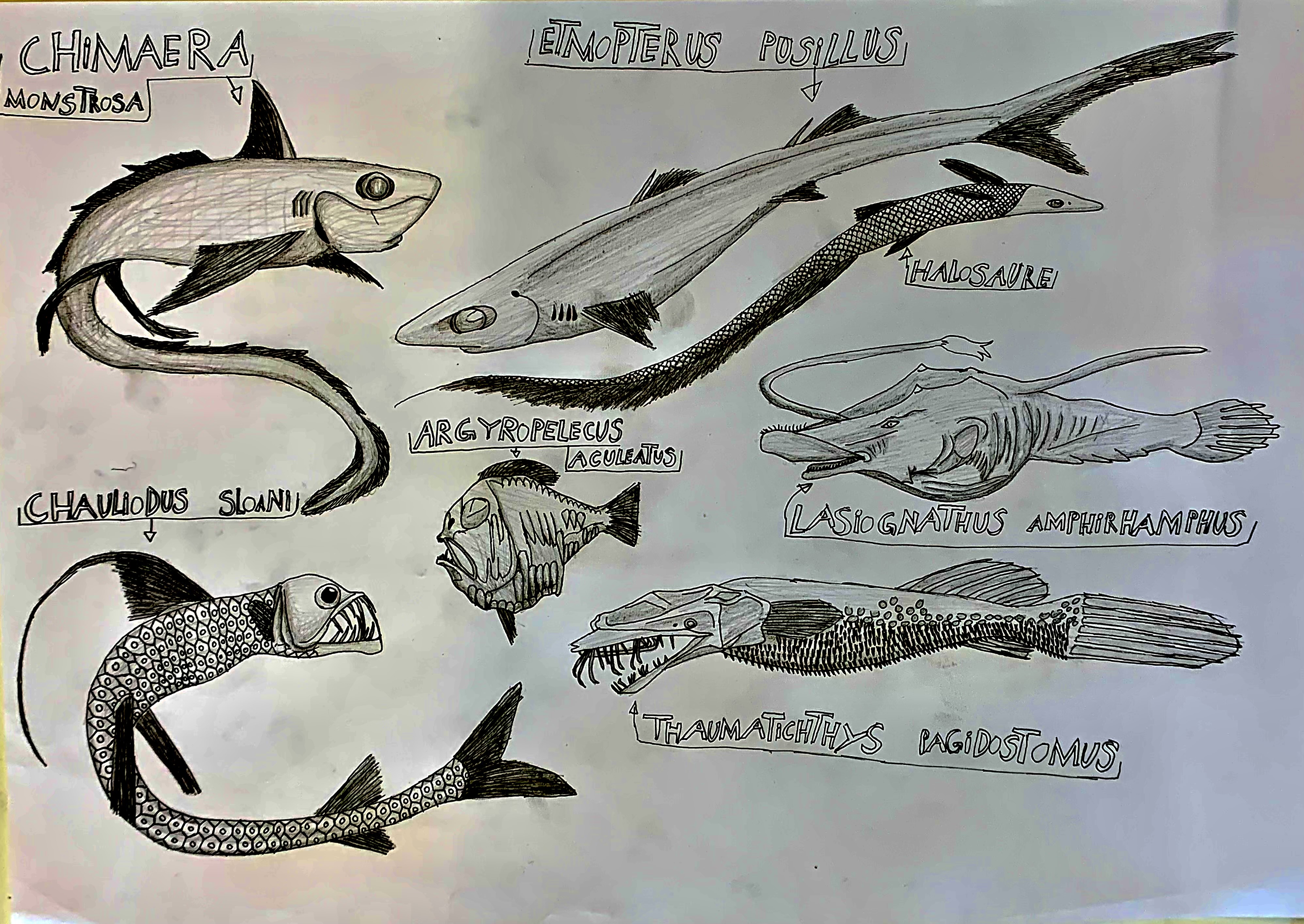 Poissons des abysses 1