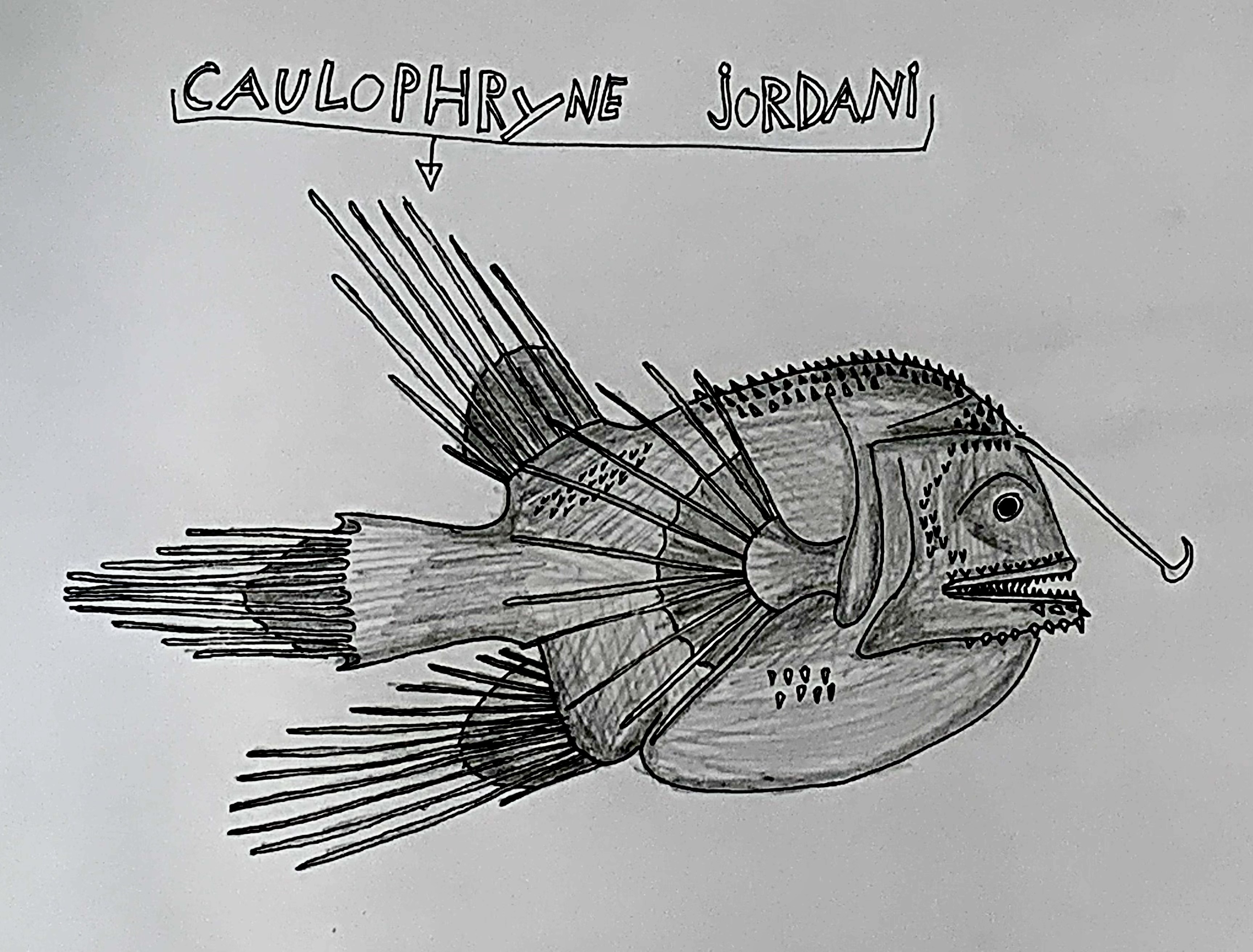 Caulophyne Jordani, poisson abyssal