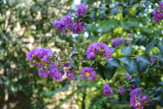 purple flower