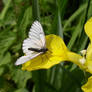 a Transparent Butterfly