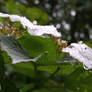 Guelder Rose after the Rain 3