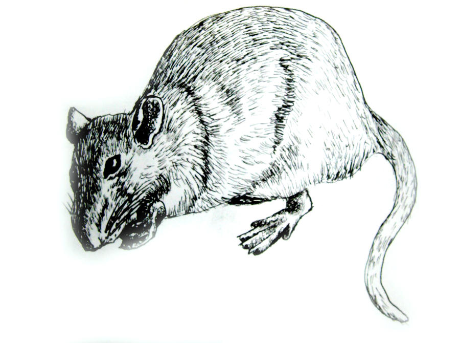 Rat in pen and ink