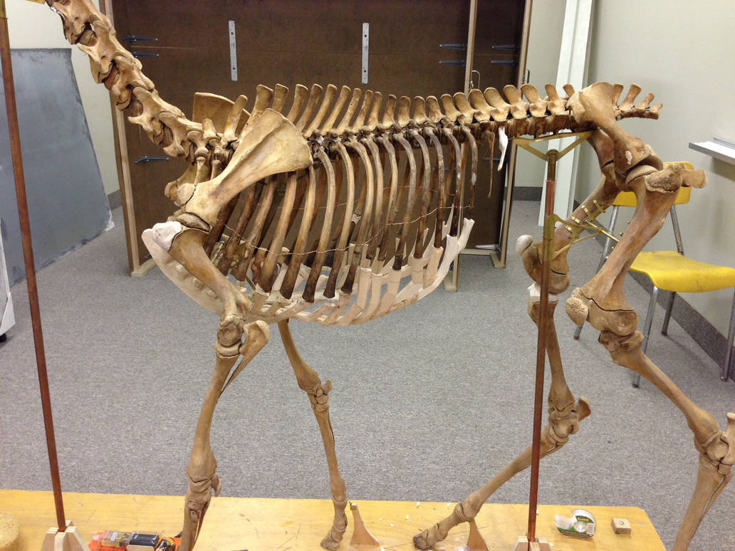Hors Ribs Horse Skeleton (Ribs complete) by Kristheblade on DeviantArt
