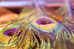 Peacock Feathers by pandacoffee