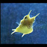 Cow Fish