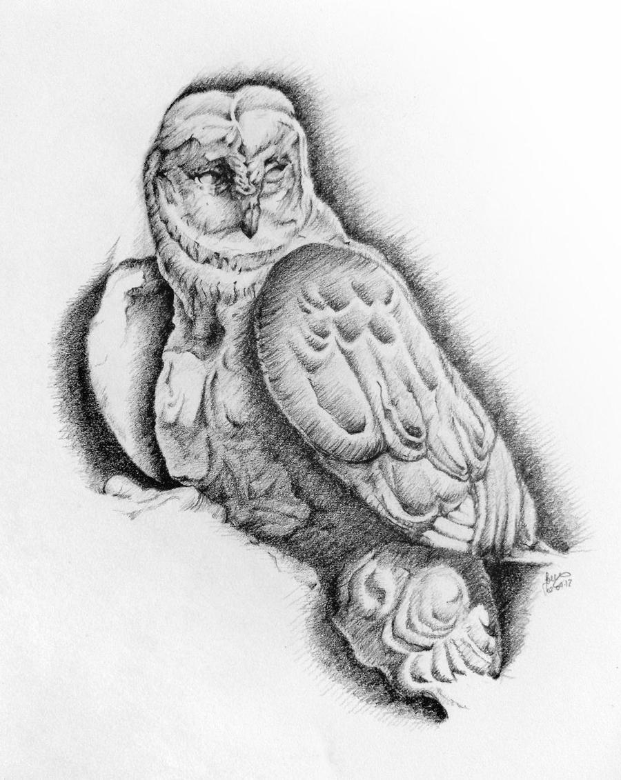 Owl