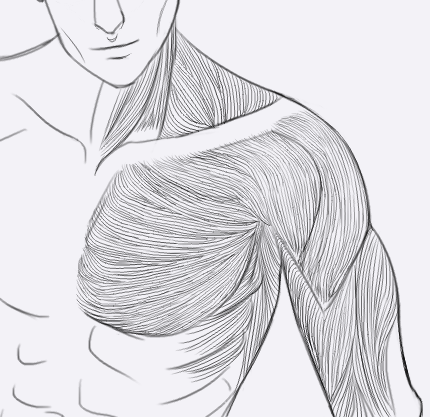 Study: Shoulder muscles