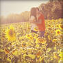 Sunflower Kiss