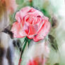 Pink rose