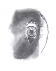 Eye