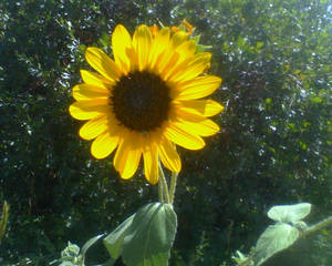 Sun flower number 2