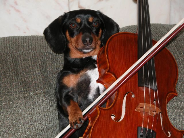 musical dog