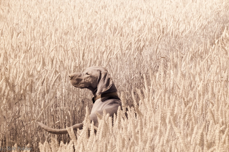 Sikya in cornfield