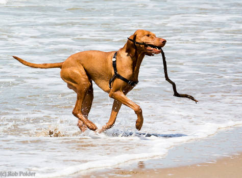 Sikya beach dog I