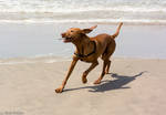 Sikya beach dog III by robpolder