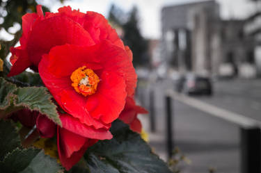 Red on the street