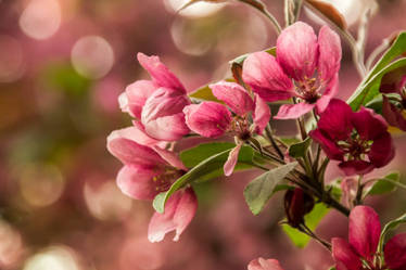 flor and bokeh