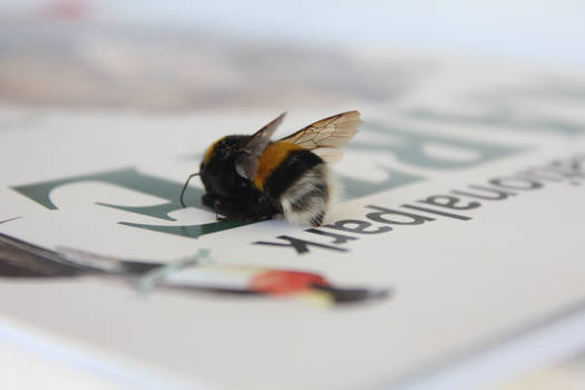 Fallen in eternity bumblebee...